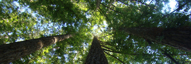 UCSC Redwood Trees